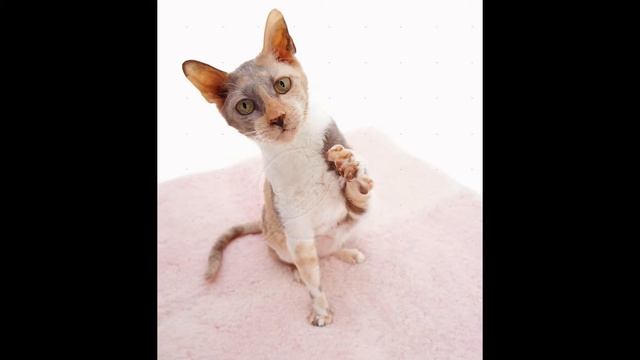 Корниш рекс, или корнуольский рекс (Cornish Rex) породы кошек( Slide show)! смотреть онлайн