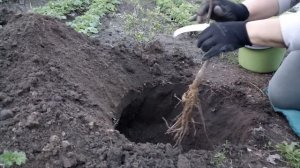 Посадка абрикосов простым способом. Сорт: Харкот и Биг Ред