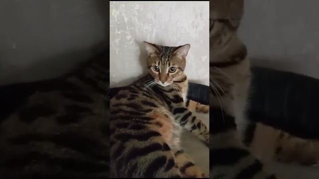 Привет из дома. Осман -котёнок из подвала. Сегодня нет настроения. смотреть онлайн