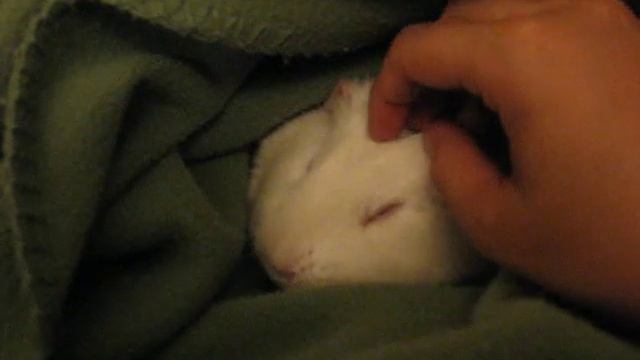 Emilio guinea pig relaxed with classical music - Part 1 смотреть онлайн