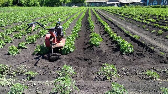 Окучивание картофеля лёгким мотокультиватором смотреть онлайн