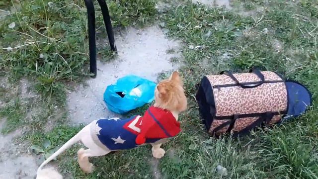 Кексик - Бонифаций смотреть онлайн