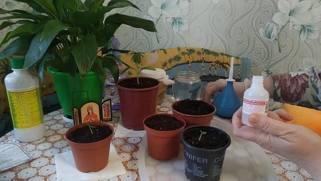 СКРУЧИВАНИЕ ЛИСТЬЕВ У РАССАДЫ! РАССАДА ОГУРЦОВ БЕЗ ЗЕМЛИ!!! смотреть онлайн