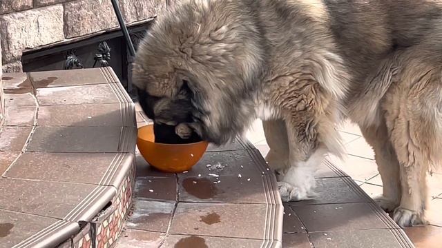 Кузьма главный дегустатор маминых котлет ? Гуляем по саду #мир #Кузьма #кавказскаяовчарка смотреть онлайн