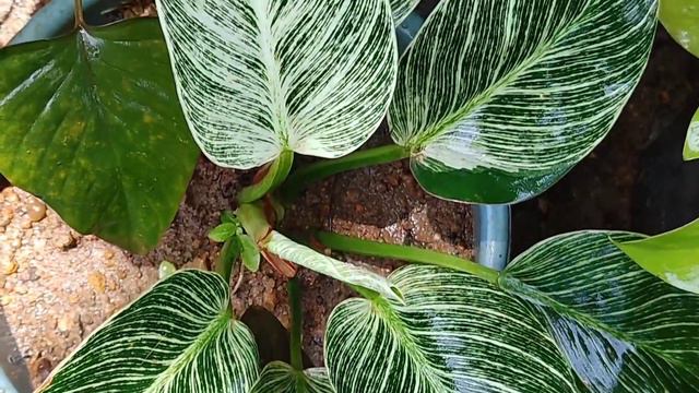 Best Low Price Plant Nursery | Courier facility available |Plant Price with names |Low budget plant смотреть онлайн