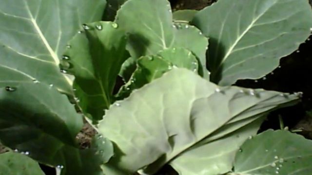 Наблюдения за ростом капусты. Observations on the growth of cabbage. смотреть онлайн