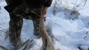 РАЗДЕЛКА СИБИРСКОЙ КОСУЛИ