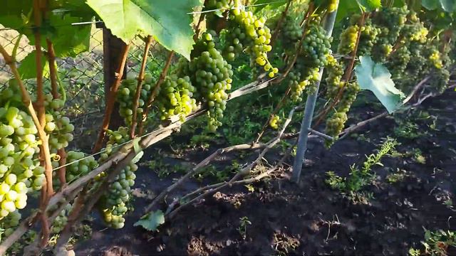 Огляд технічних сортів винограду на 14 вересня 2022 смотреть онлайн