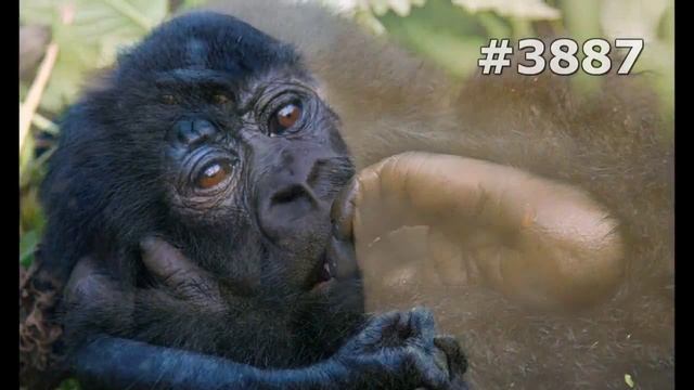 #3887. Обезьяны (В мире животных) смотреть онлайн