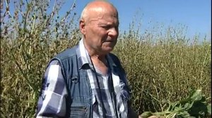 Цикорий. 04-08-2017