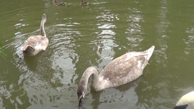 Memories of yesterday. (Sony handycam HDR-CX190E test video) смотреть онлайн