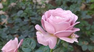 РОЗА Блю Гёрл/ Blue Girl/ Серебристо-лавандовая