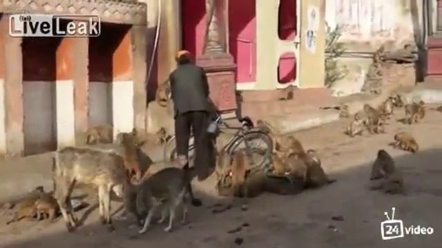 Alma Обычный день в Индии смотреть онлайн