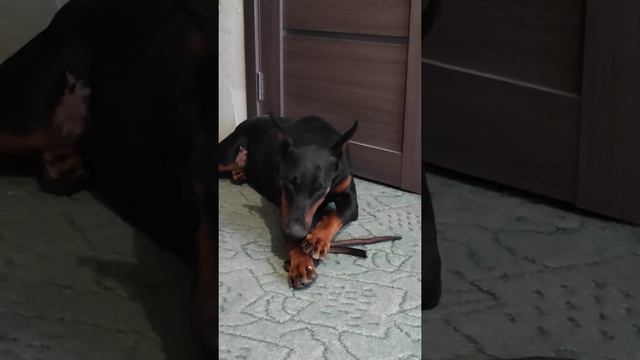 доберман смотреть онлайн