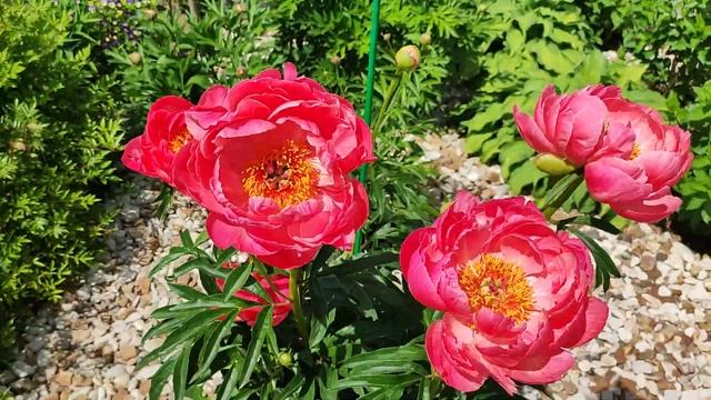 Пион Корал Сансет (Paeonia 'Coral Sunset' ) смотреть онлайн
