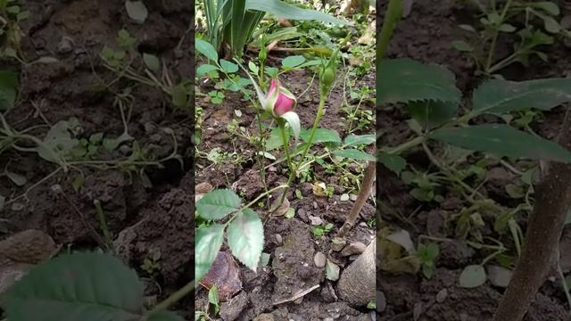 Комнатная роза в огороде смотреть онлайн