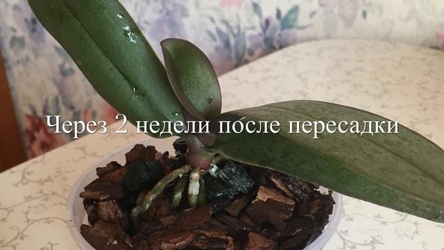 ? Первая Пересадка Детки Орхидеи / Активный Рост смотреть онлайн