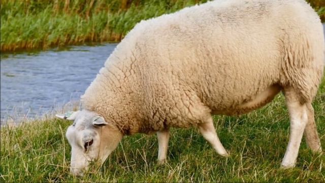 Овца. Звук овцы