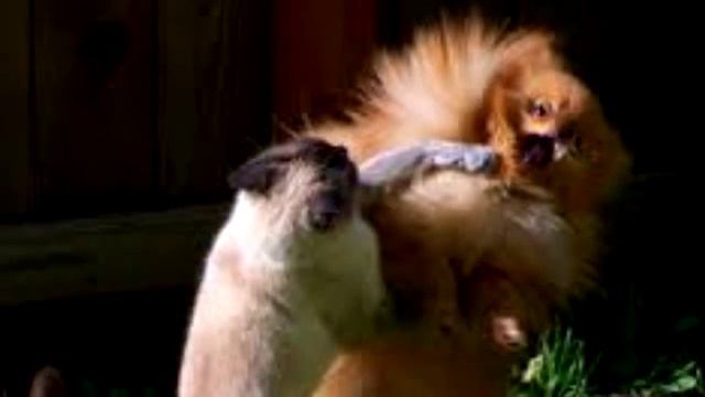 Кошачий блюз смотреть онлайн