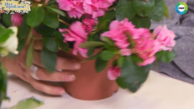 Мастер-класс от флориста Ирины Роговцевой для "Нет проблем!" смотреть онлайн