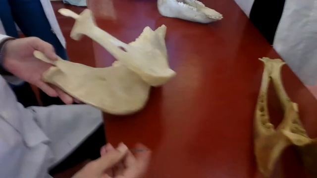 Анатомия животных. Череп. Часть 11 смотреть онлайн