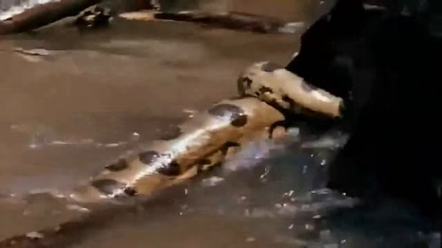 Анаконда пытается вырваться с лап пумы смотреть онлайн