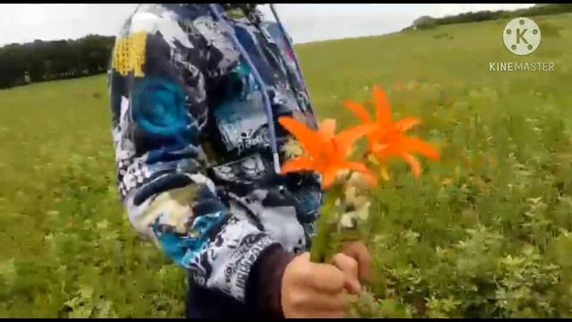 Земляничный збор в Приморском крае ! смотреть онлайн