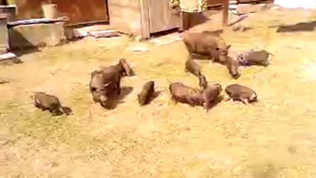 вьетнамские поросята.mp4 смотреть онлайн