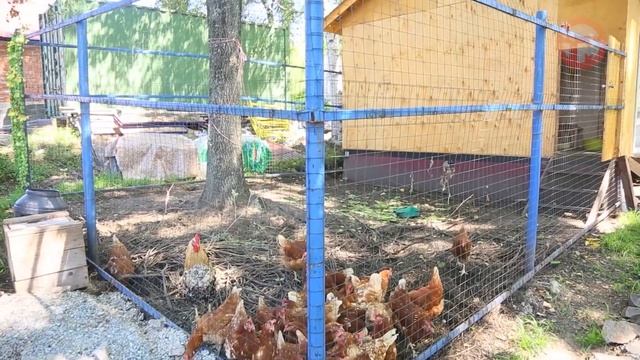 Чудесная реликвия. В монастыре Раздольного обрела цвет икона, которая долгое время была тусклой смотреть онлайн