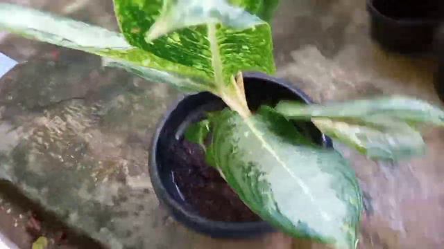 Cara Menanam Aglonema Tumbuh Subur | How to Grow Aglaonema Lush смотреть онлайн