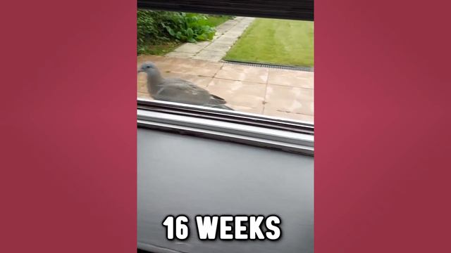 Ragdoll Cats Get BIG | 1 to 6 Months Growth | Fero The Ragdoll Cat смотреть онлайн