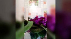 # 023Кристаллон красный.ЛУЧШИЕ ПОДКОРМКИ ДЛЯ ЦВЕТЕНИЯ ЦВЕТОВ