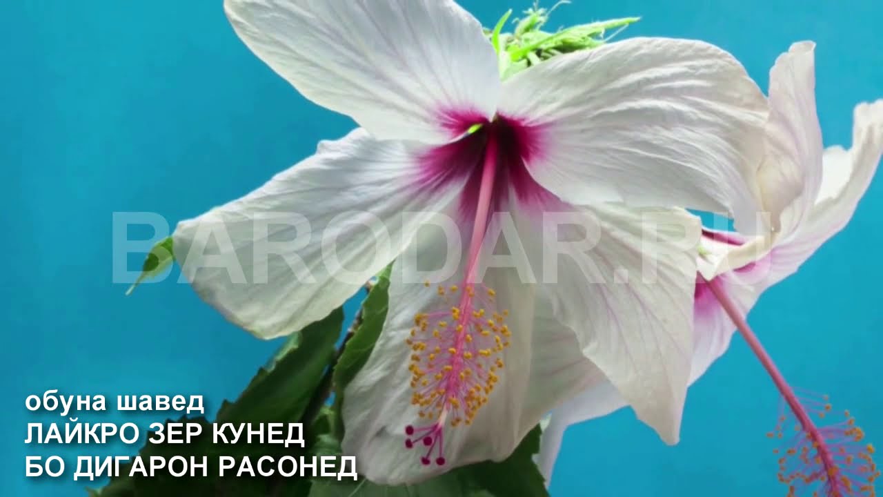 ХОЧИ МИРЗО 1 КАЛИМА БИГУЕД БАРАКОТ ПАЙДО КУНЕД_ САВОЛУ ЧАВОБ_ АМРИ МАЪРУФ