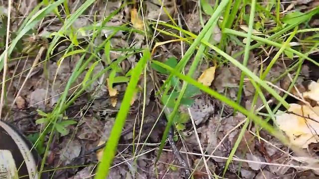 Грибочки! На жарёху набрал!!! смотреть онлайн