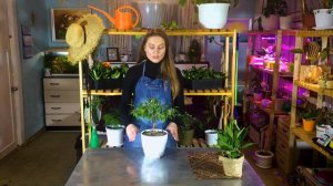 Как оживить самое хилое и засохшее комнатное растение. Подкормка для роста комнатных растений.