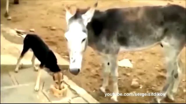 Очень забавные животные # 5 funny animals смотреть онлайн