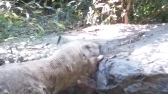Komodo dragon eats it's lunch . смотреть онлайн