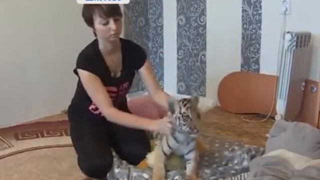 Тигренок Шерхан смотреть онлайн