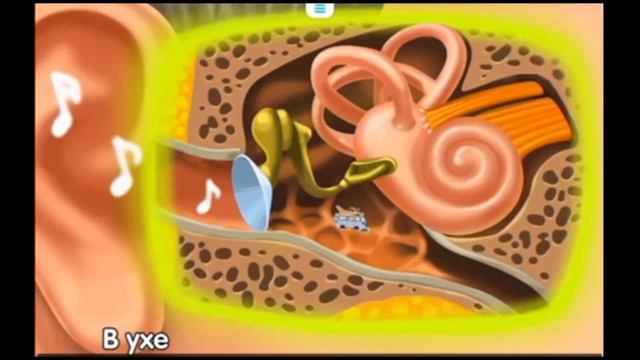 3 Ухо | Строение уха | Развивающий мультфильм для детей смотреть онлайн