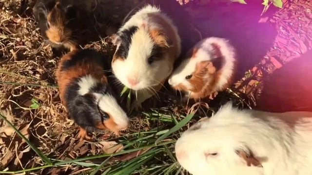 Звуки морских свинок ? смотреть онлайн