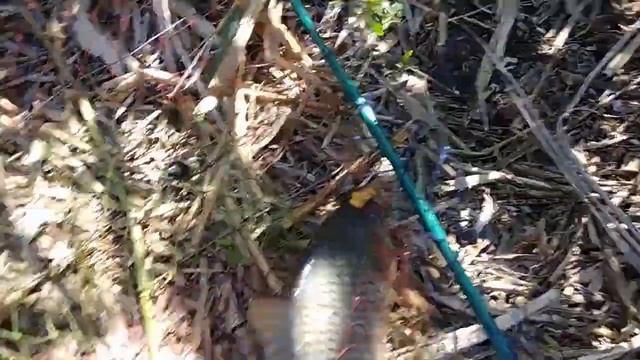 #амур#рыбалка#удочка#поплавок АМУР СЛОМАЛ УДОЧКУ ПОПОЛАМ (КРАСНОДАРСКИЙ КРАЙ р. ПОНУРА) смотреть онлайн