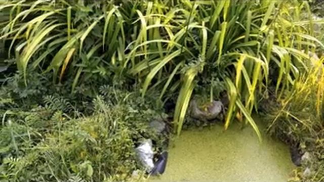 Реклама экосистемы смотреть онлайн