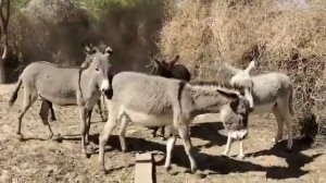 donkey mating enjoying each others donkeys||@MP2animals