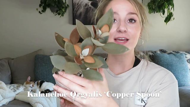 My ENTIRE Cactus and Succulent Collection! Euphorbia, Kalanchoe, String of Hearts, and More! смотреть онлайн