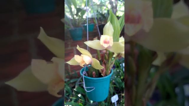Lycaste cruenta x Lycaste aromatica ( floração / in Bloom ) смотреть онлайн