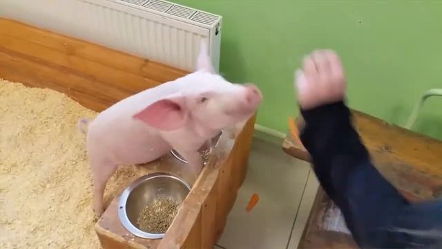 Тактильный зоопарк смотреть онлайн