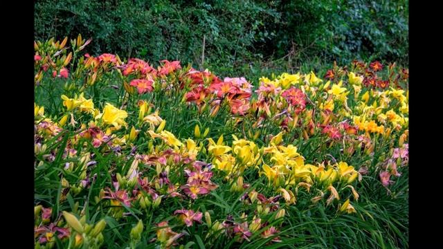 Лилейники. Классификация.Часть-1. #лилейник, #цветы,#лилейники,#лилейникивсаду,#цветылилейники. смотреть онлайн