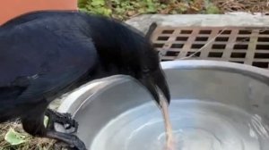 Приметы про ворон. Народная мудрость о воронах