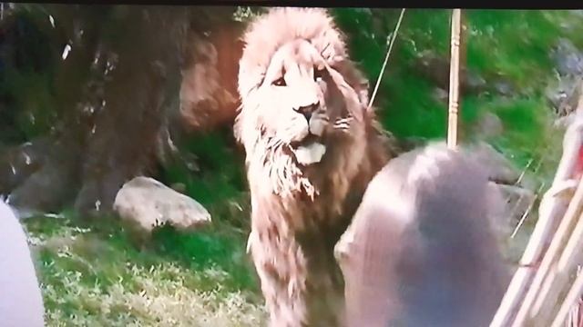Хроники Нарнии озвучка ) смотреть онлайн