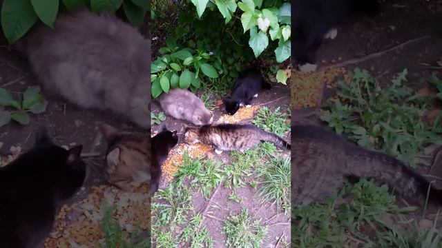 Feeding Time At Cat Colony смотреть онлайн